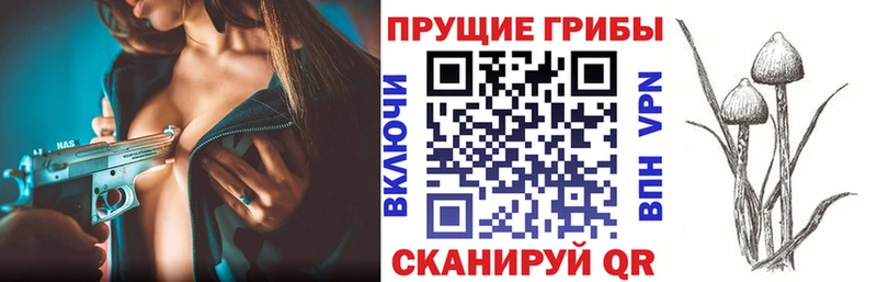Купить где  Отрадный  Псилоцибиновые грибы Psilocybe 